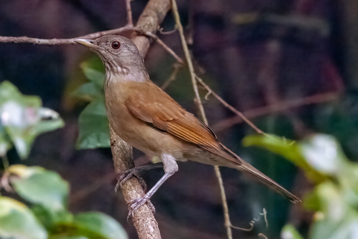 Pale-breasted Thrush - ML608470173