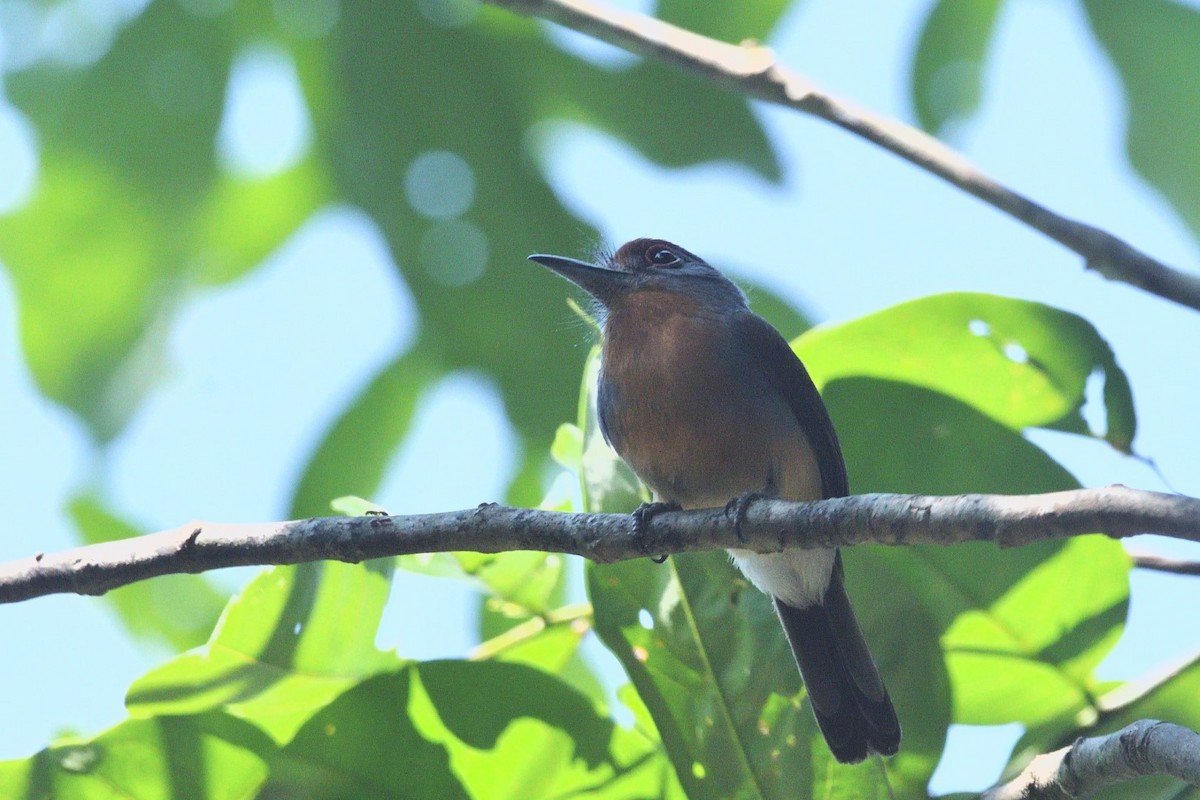 Rufous-capped Nunlet - ML608470234