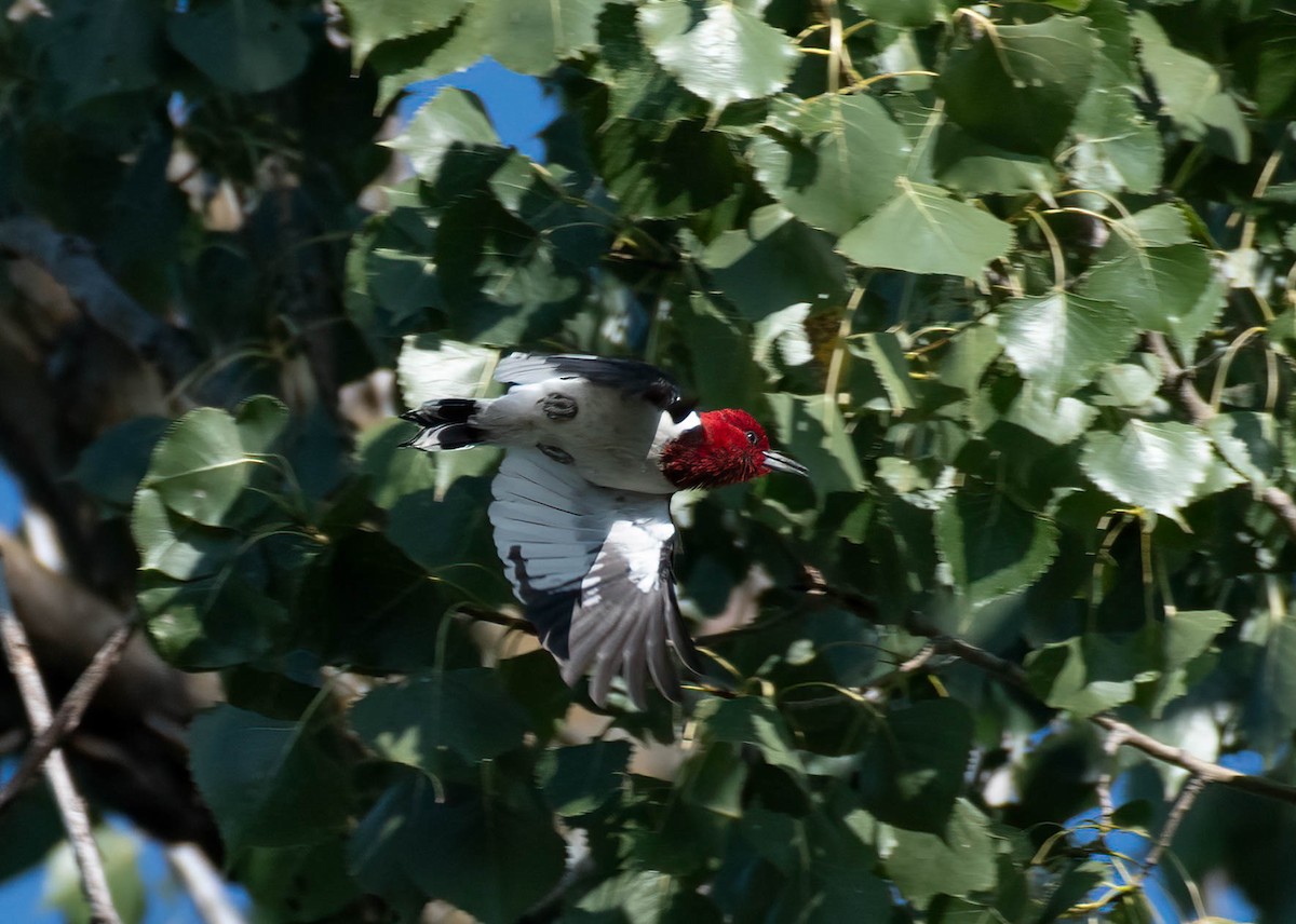 Red-headed Woodpecker - ML608470291