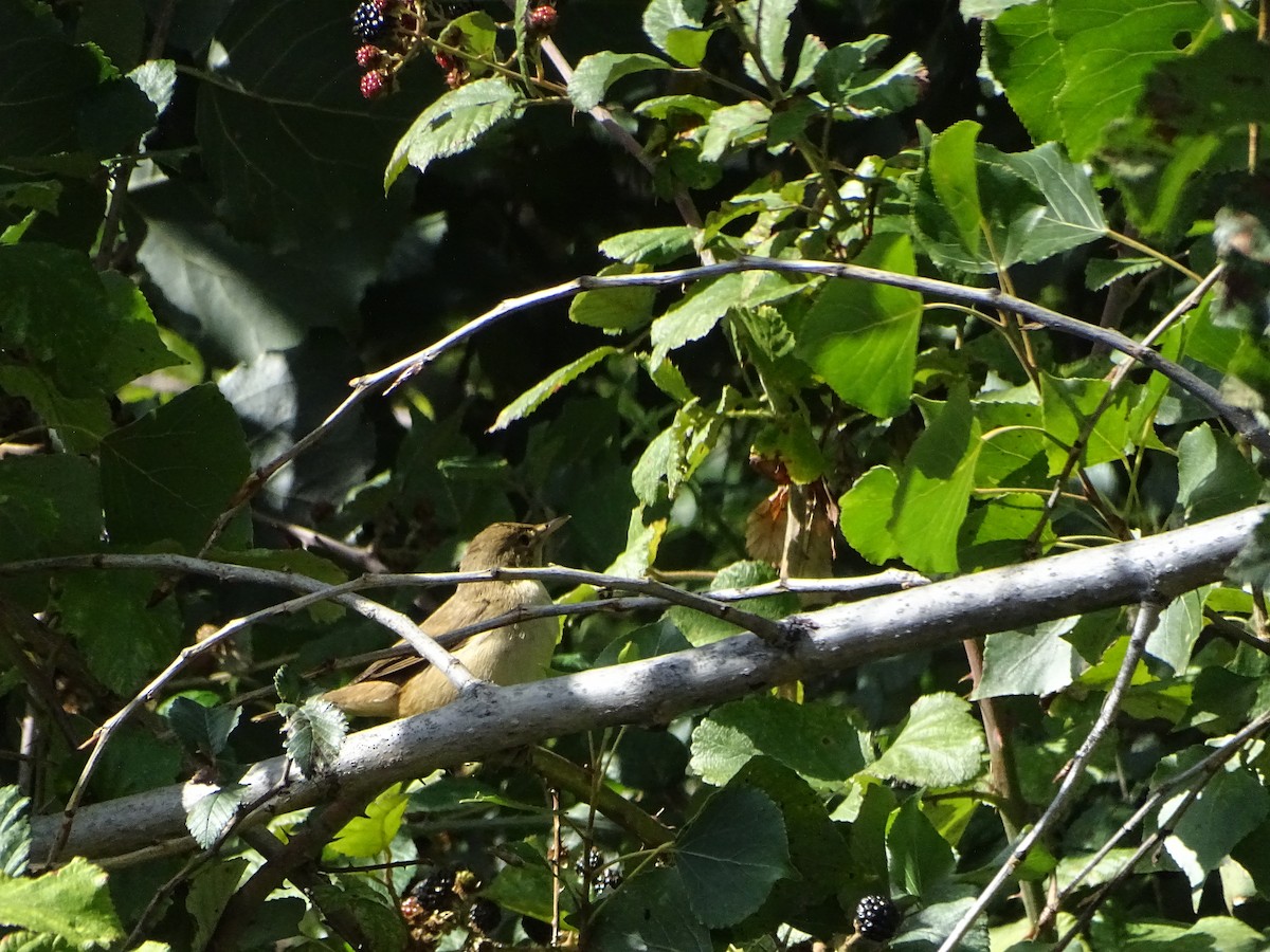 Common Reed Warbler - ML608470540