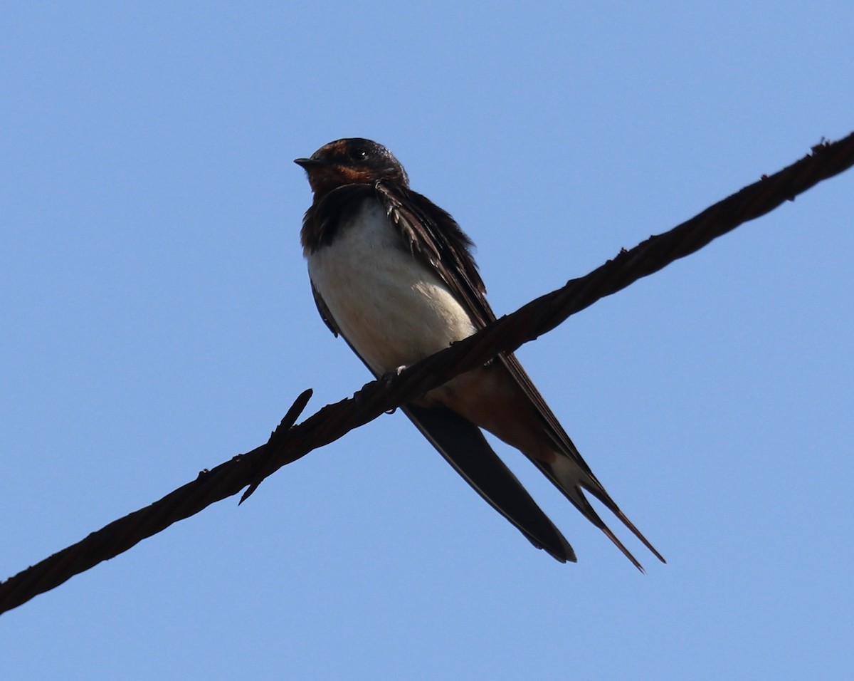 Barn Swallow - ML608471047