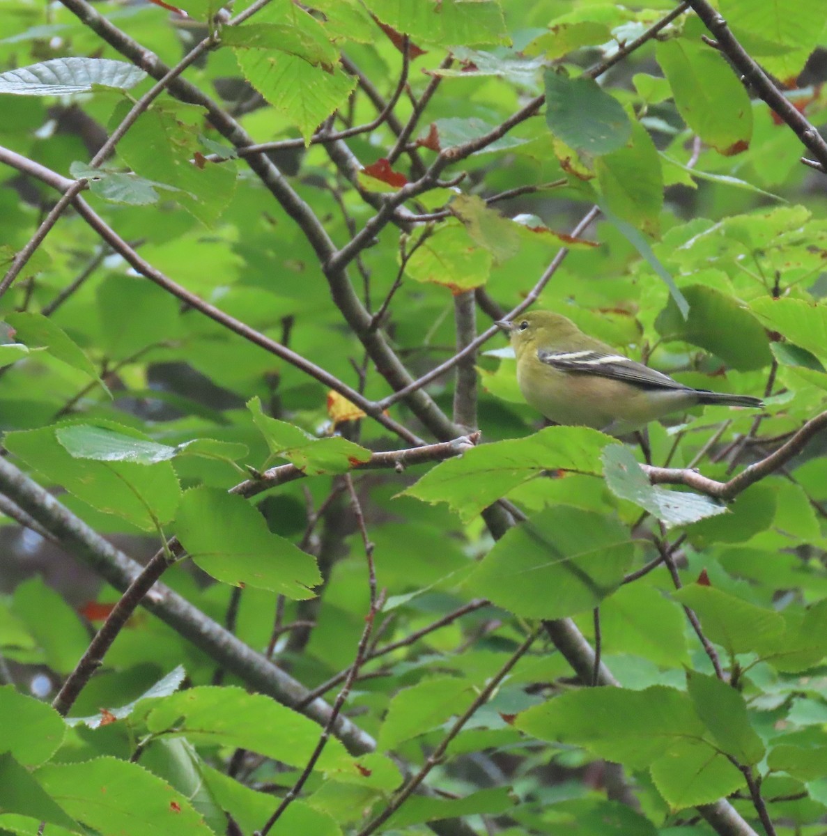 Bay-breasted Warbler - ML608471224