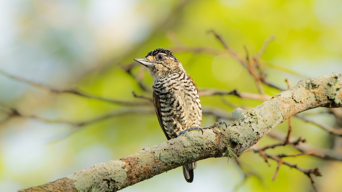 White-barred Piculet - ML608471332
