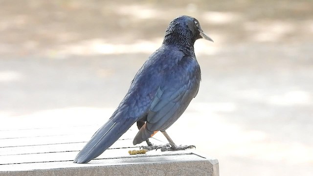 Red-winged Starling - ML608471481