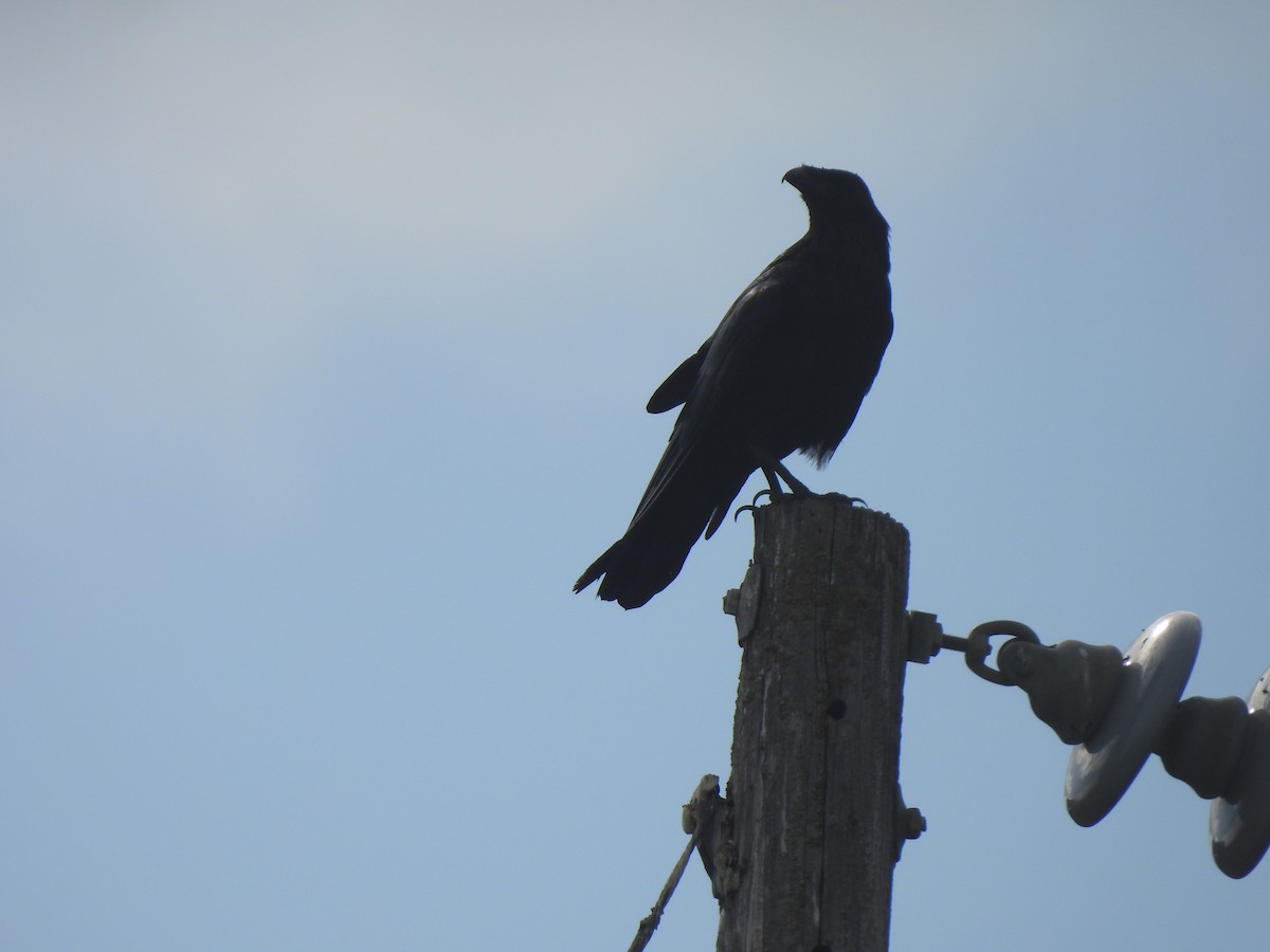 Common Raven - ML608471545