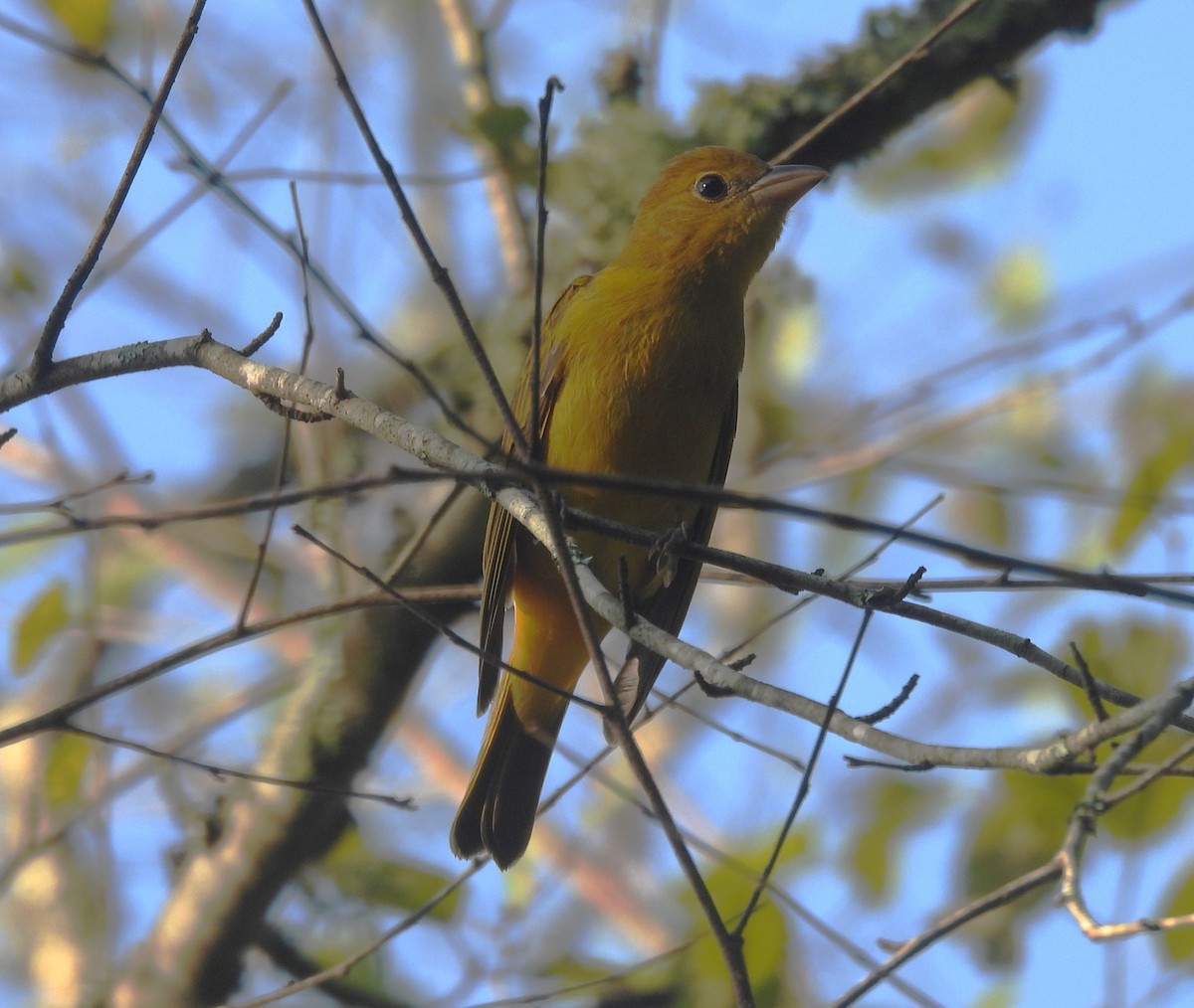 Summer Tanager - Mike Manetz