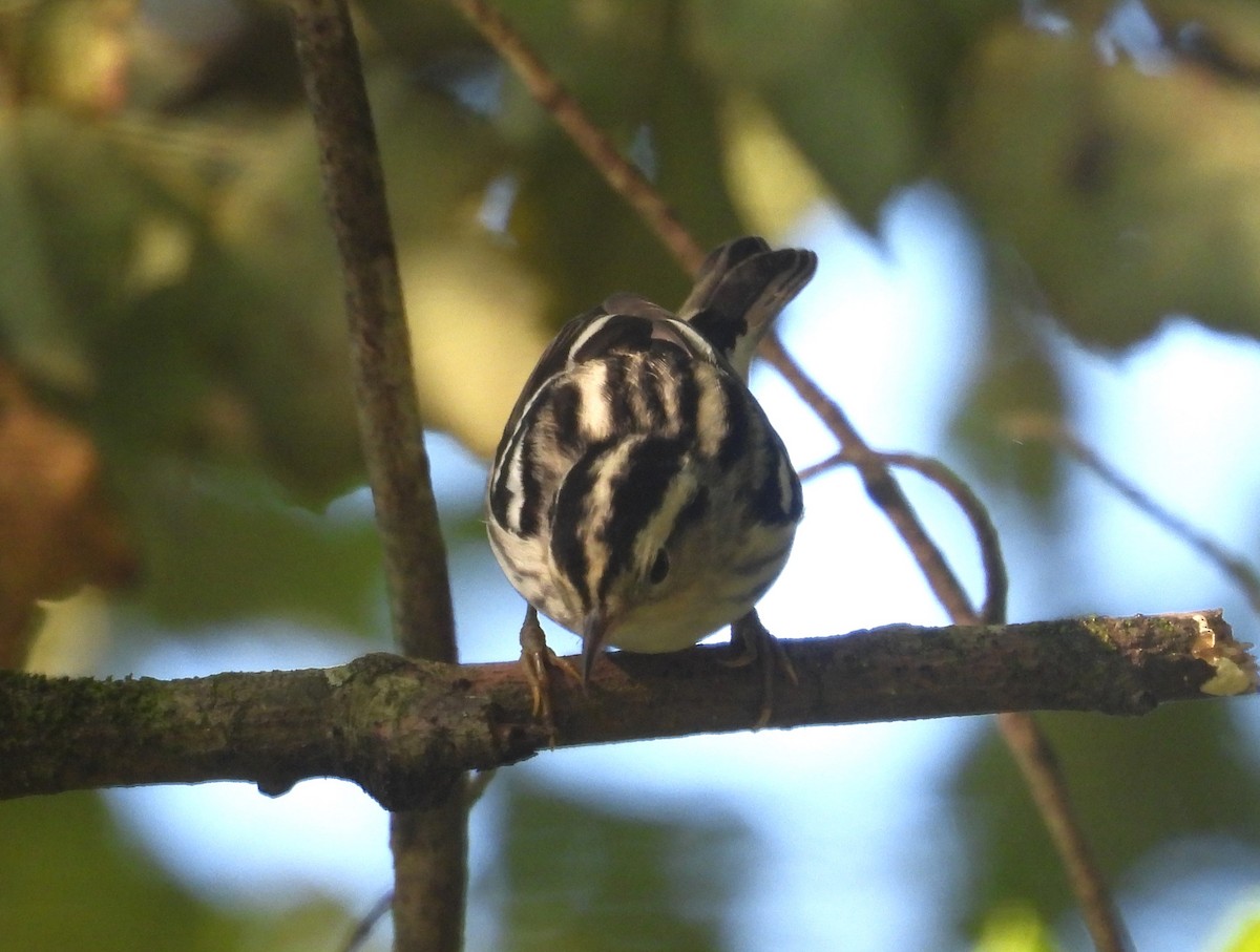 Black-and-white Warbler - ML608471709