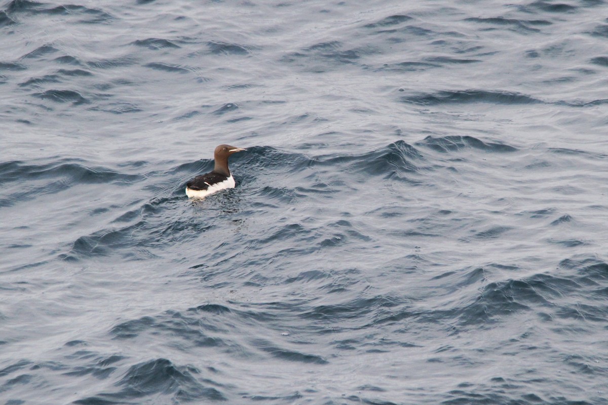 Thick-billed Murre - ML608471723
