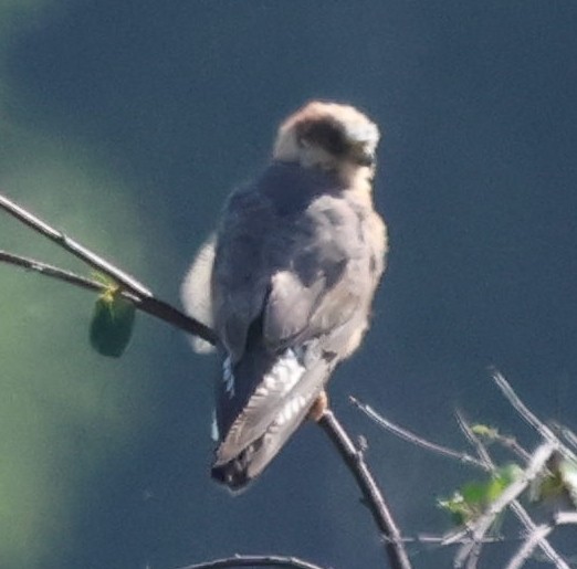 Red-footed Falcon - ML608471806