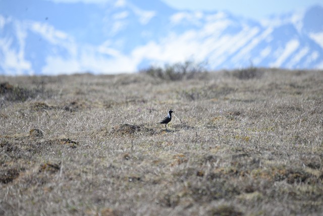 American Golden-Plover breeding habitat; Alaska, United States. - American Golden-Plover - 