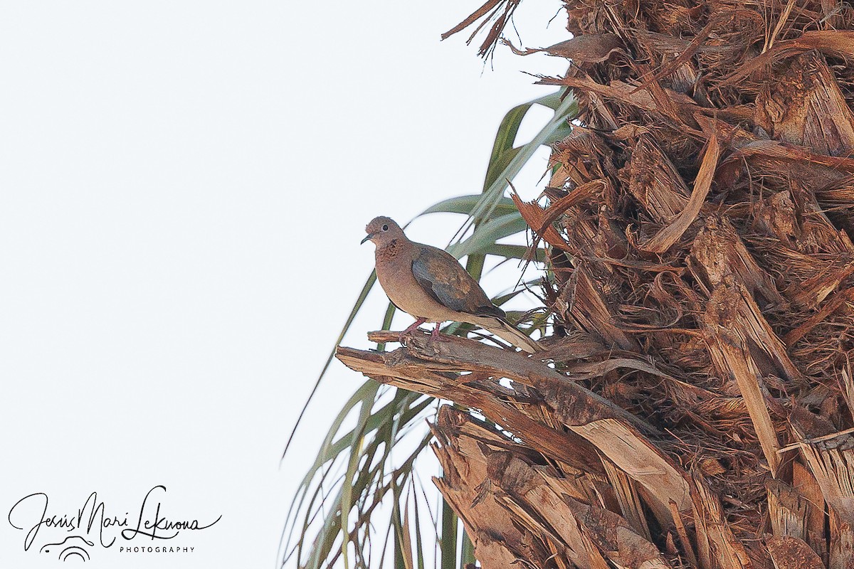Laughing Dove - ML608472201