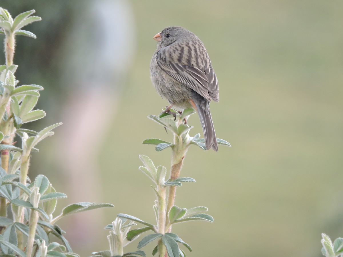 Plain-colored Seedeater - ML60847221