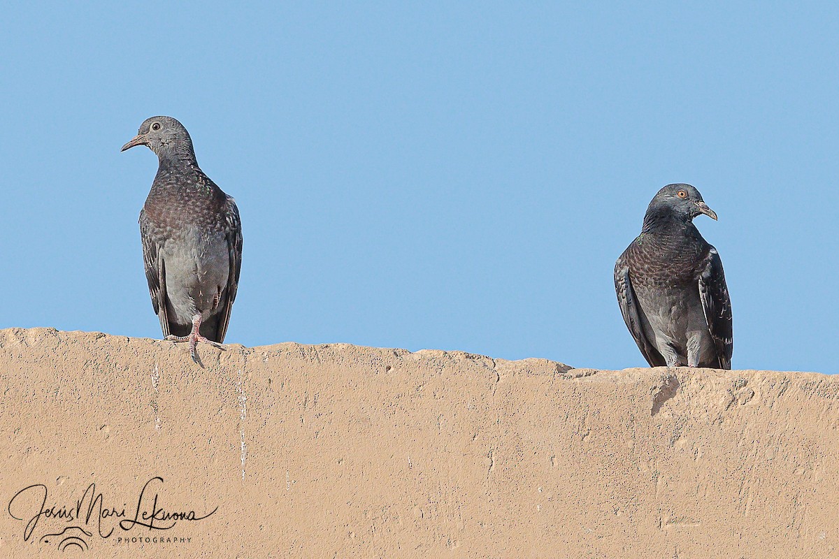 Rock Pigeon (Feral Pigeon) - ML608472233
