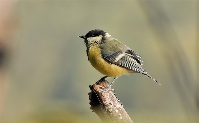  - Great Tit (Great) - 