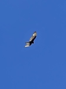 Zone-tailed Hawk - ML608472640