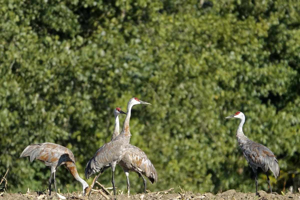 eBird Checklist 31 Aug 2023 163327 Old Springfield Rd, Northampton USMA 42.30239, 72.