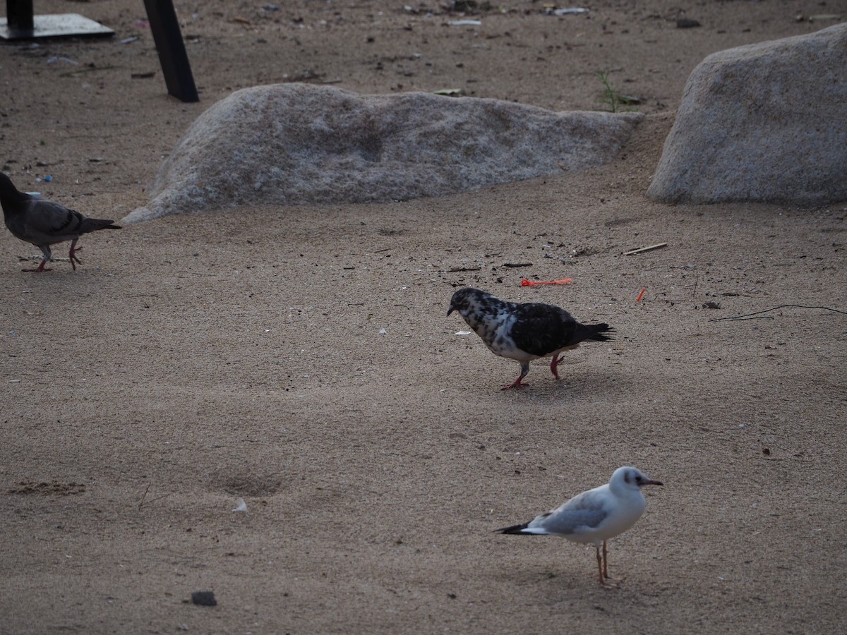 Rock Pigeon (Feral Pigeon) - ML608472783