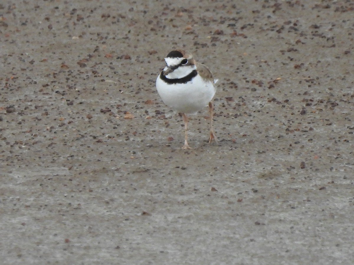 Collared Plover - ML608473079