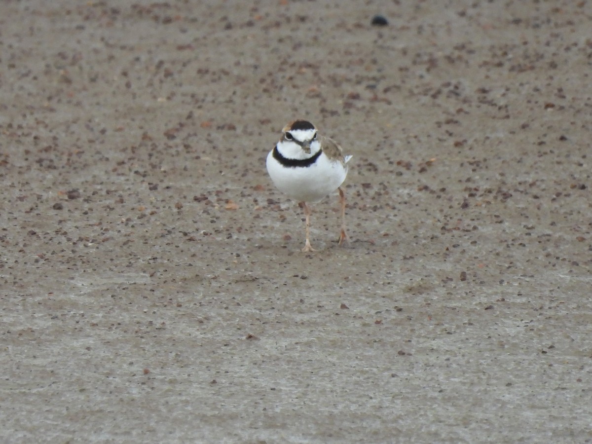 Collared Plover - ML608473080