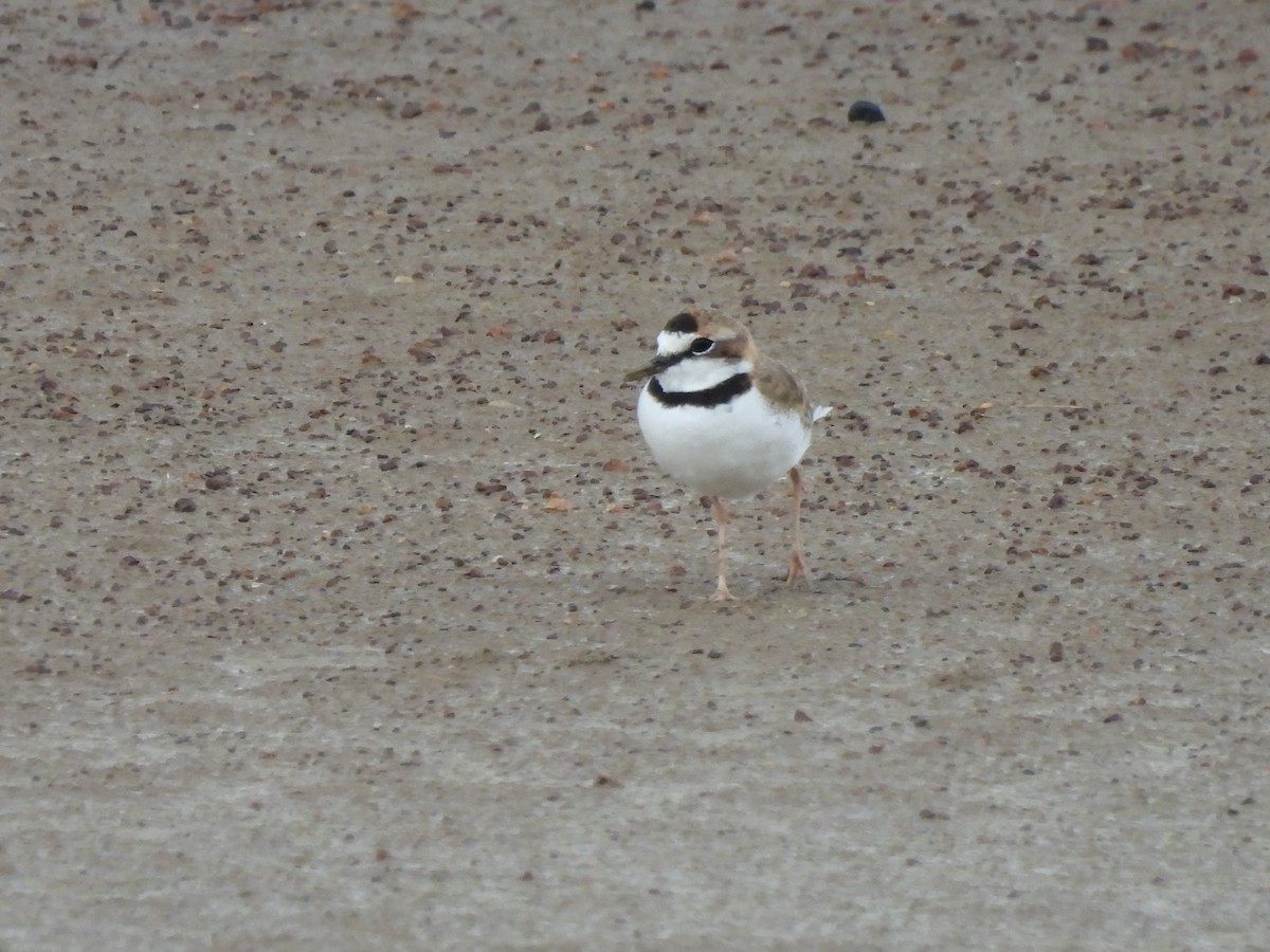 Collared Plover - ML608473082