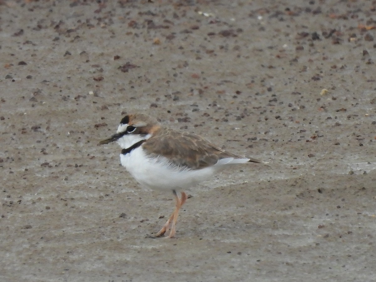 Collared Plover - ML608473083