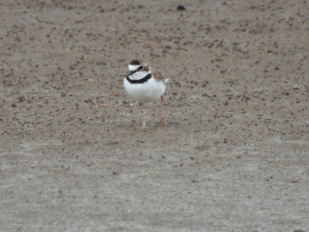 Collared Plover - ML608473084