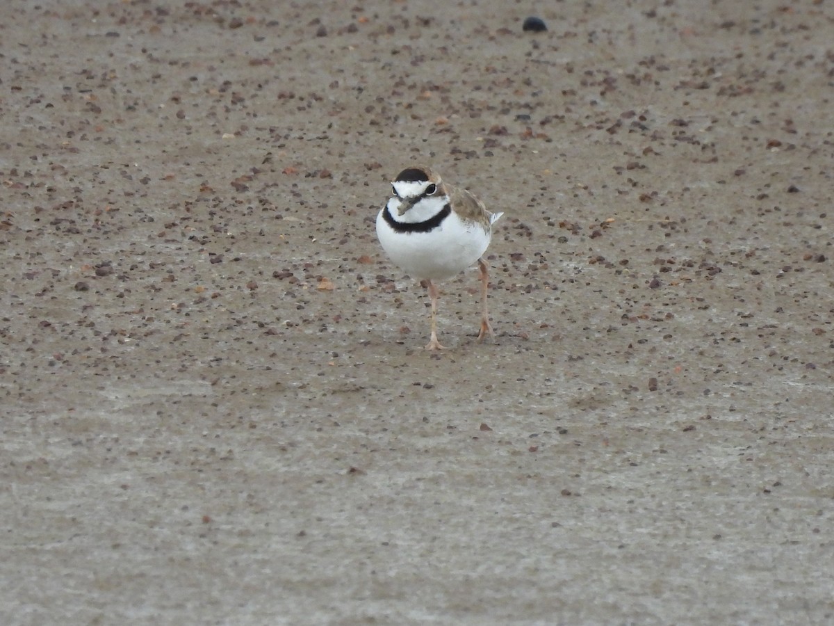 Collared Plover - ML608473085