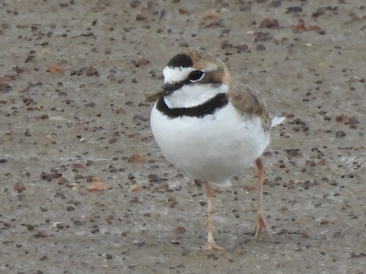 Collared Plover - ML608473086