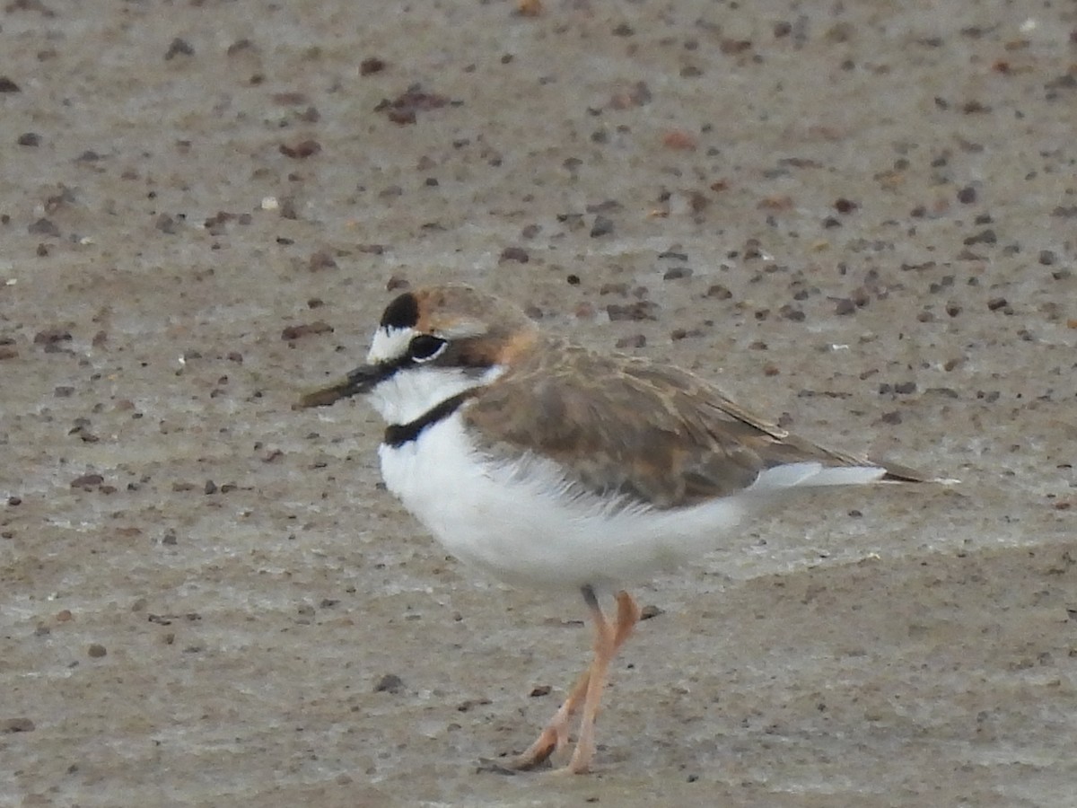 Collared Plover - ML608473087