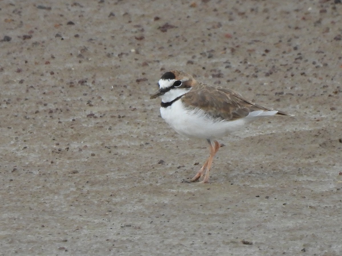Collared Plover - ML608473088