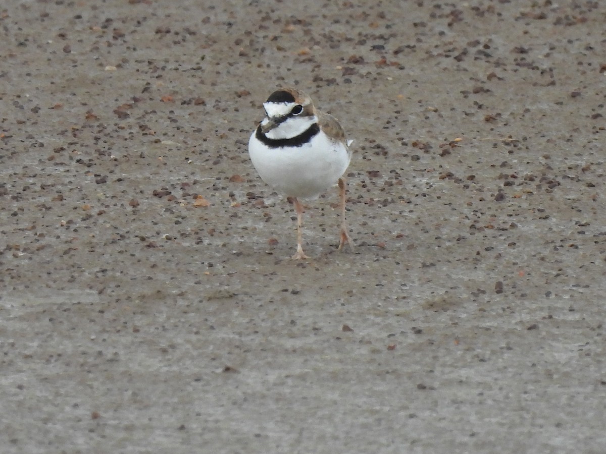 Collared Plover - ML608473089