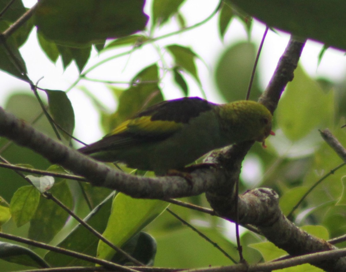 Lilac-tailed Parrotlet - ML608474101