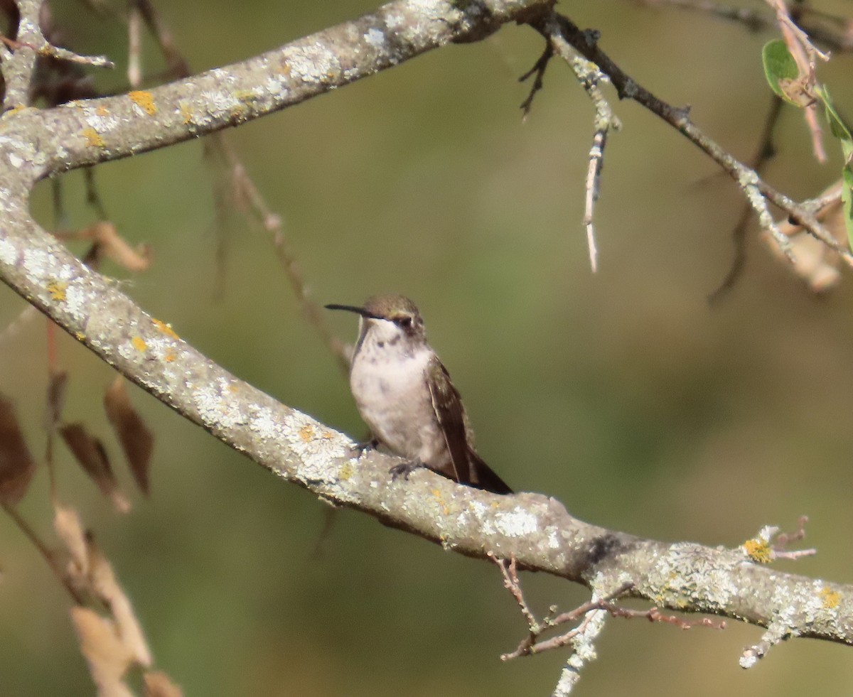 Black-chinned Hummingbird - ML608474595