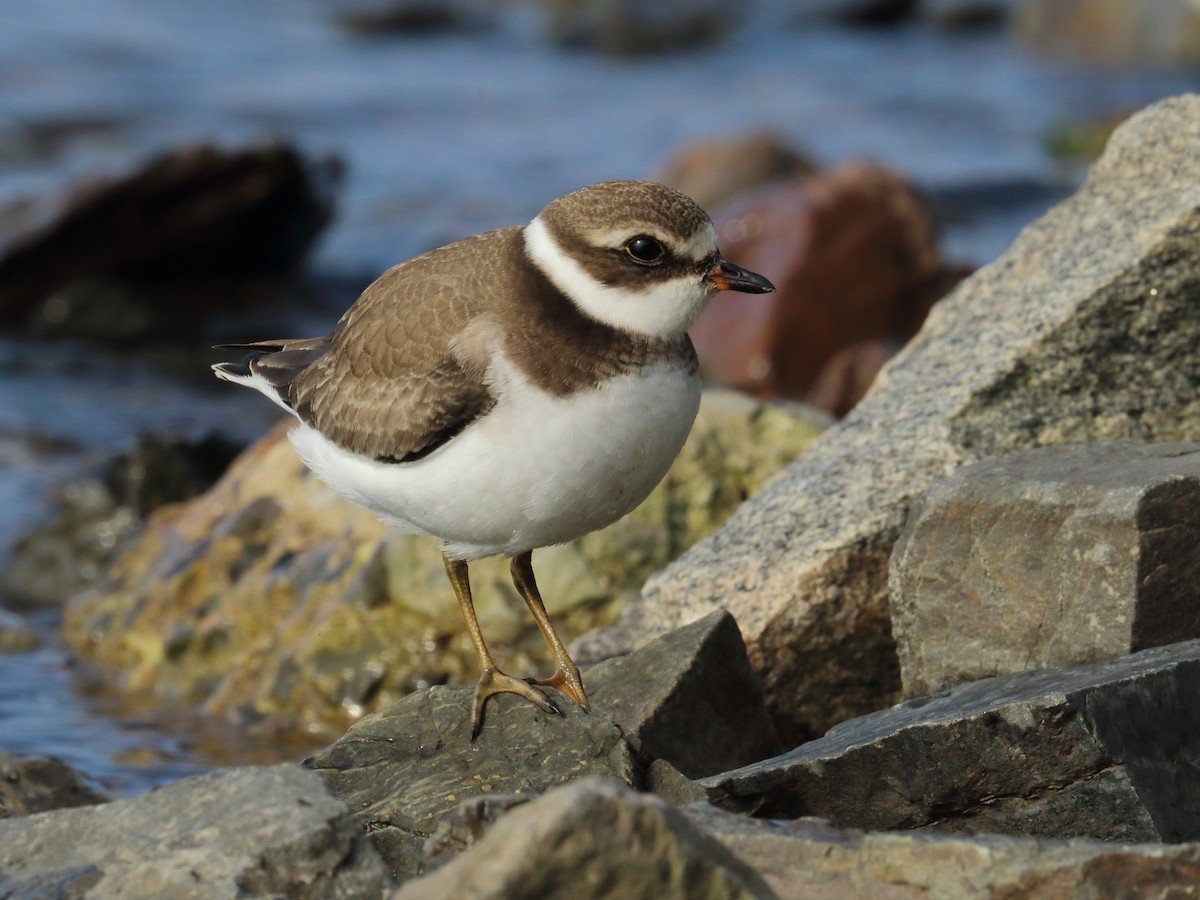 Semipalmated Plover - ML608476103