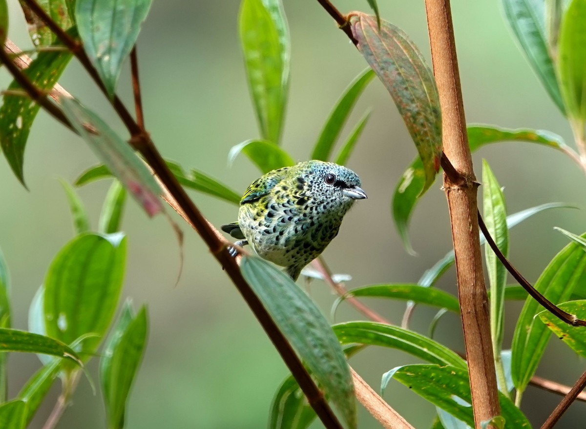 Spotted Tanager - ML608476173