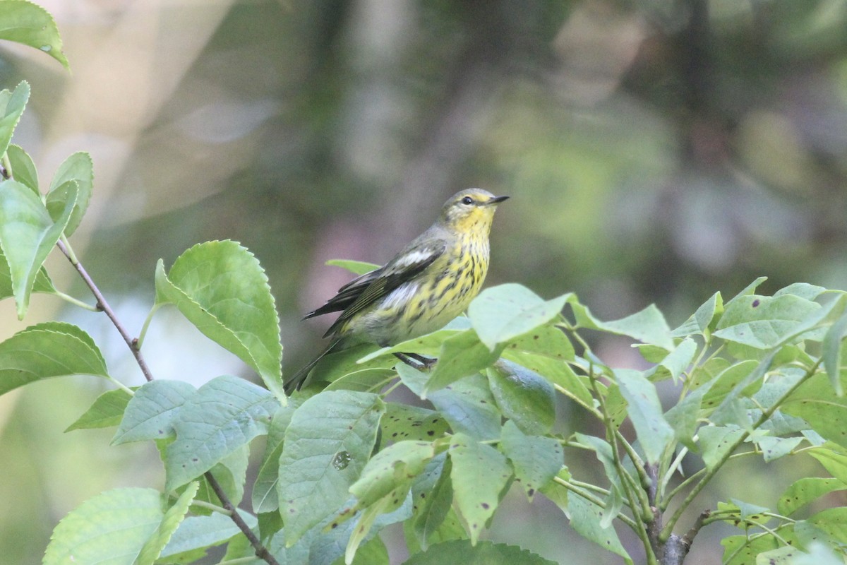 Cape May Warbler - ML608476402