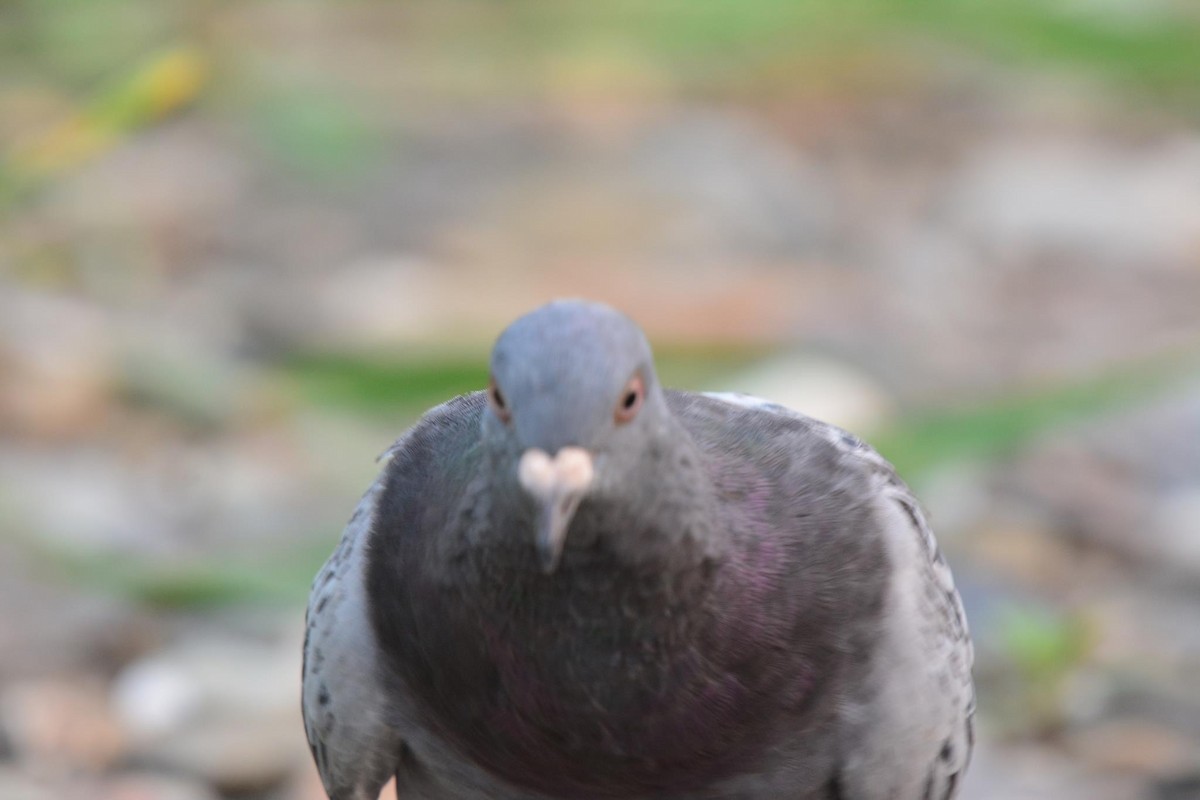 Rock Pigeon (Feral Pigeon) - ML608476542