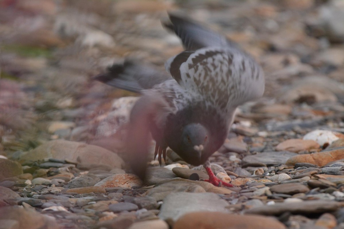 Rock Pigeon (Feral Pigeon) - ML608476543