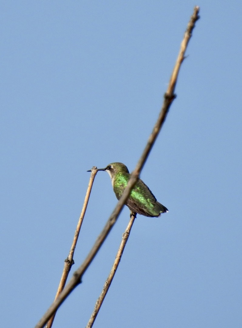Ruby-throated Hummingbird - ML608476669