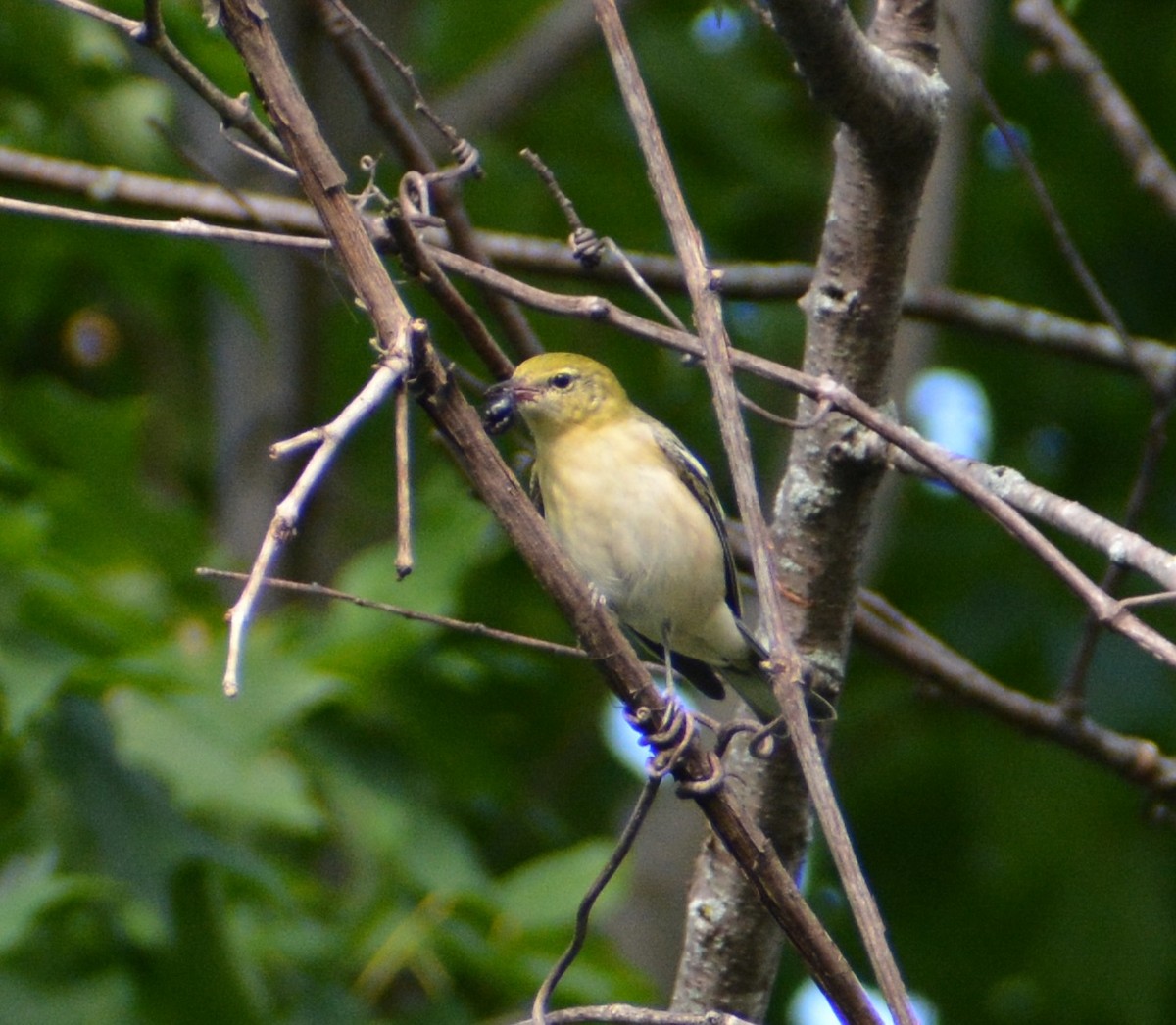 Bay-breasted Warbler - ML608476701