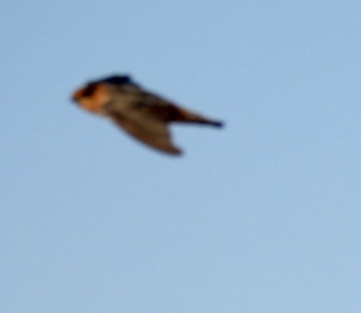 Cave Swallow - ML608476844