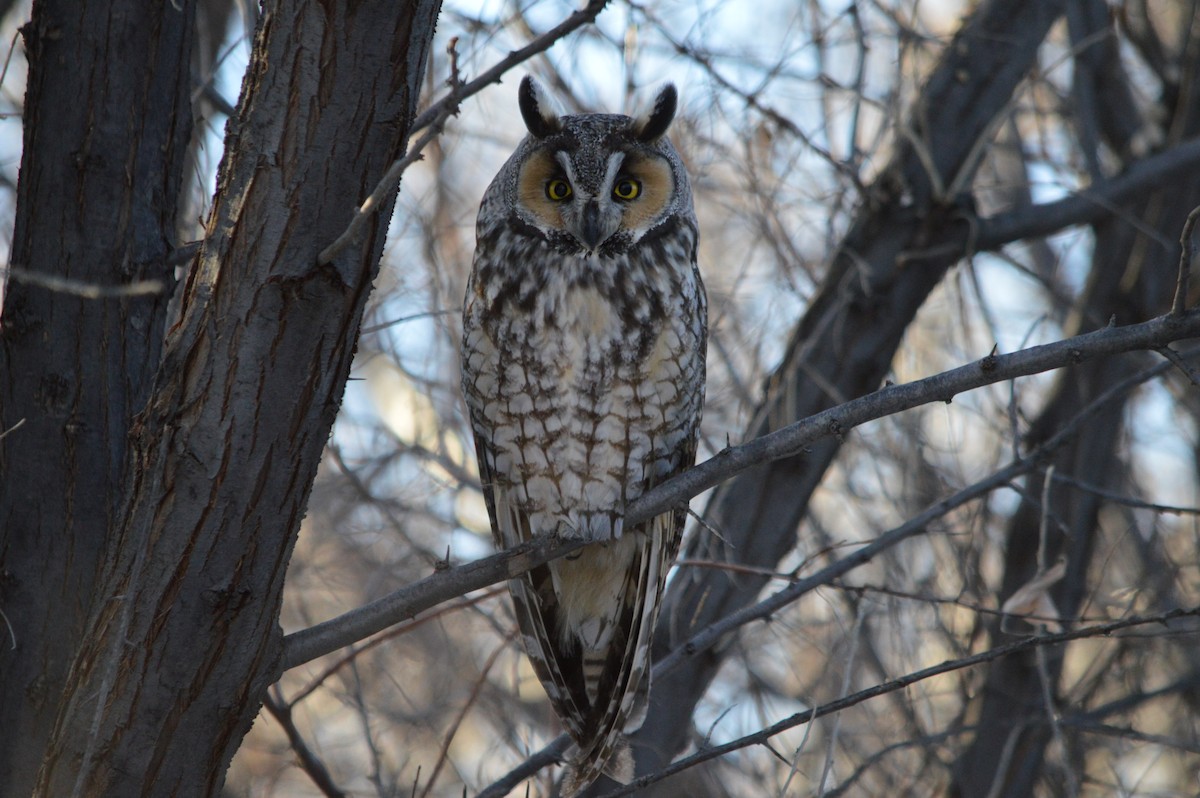 Long-eared Owl - ML608476897