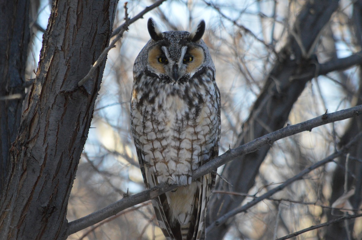 Long-eared Owl - ML608476900