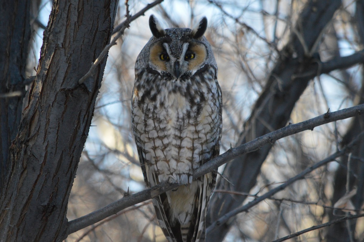 Long-eared Owl - ML608476901