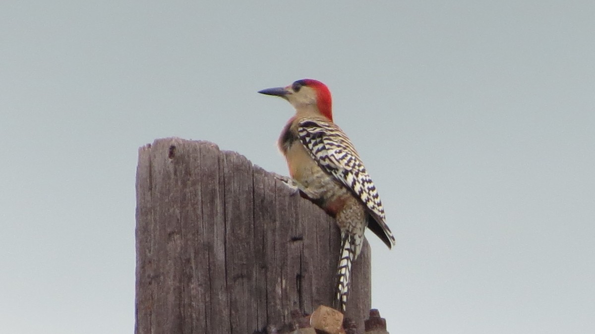 West Indian Woodpecker - ML608477150