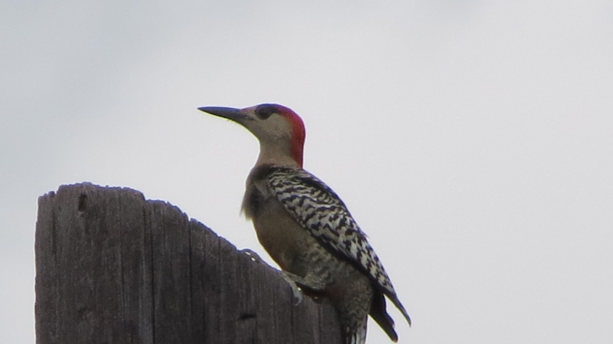 West Indian Woodpecker - ML608477151