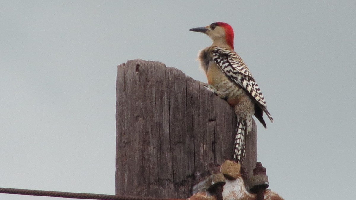 West Indian Woodpecker - ML608477152