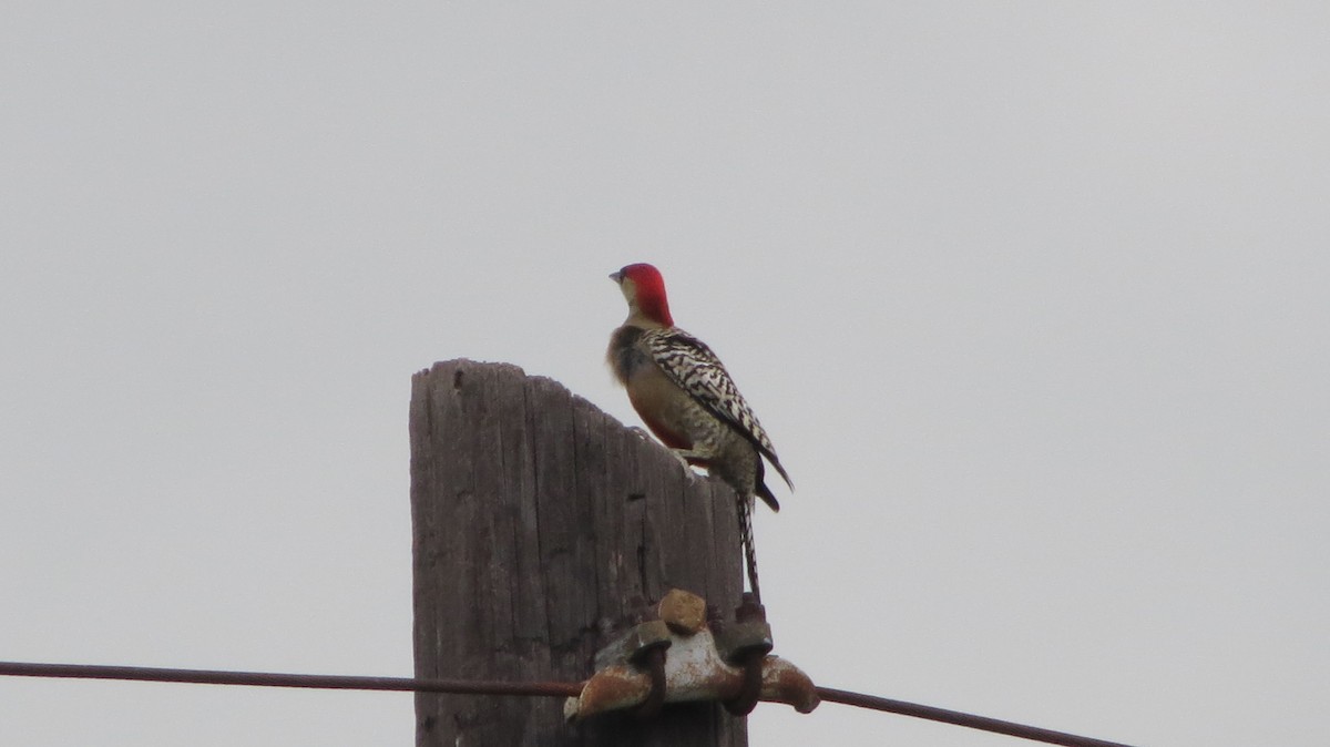 West Indian Woodpecker - ML608477153