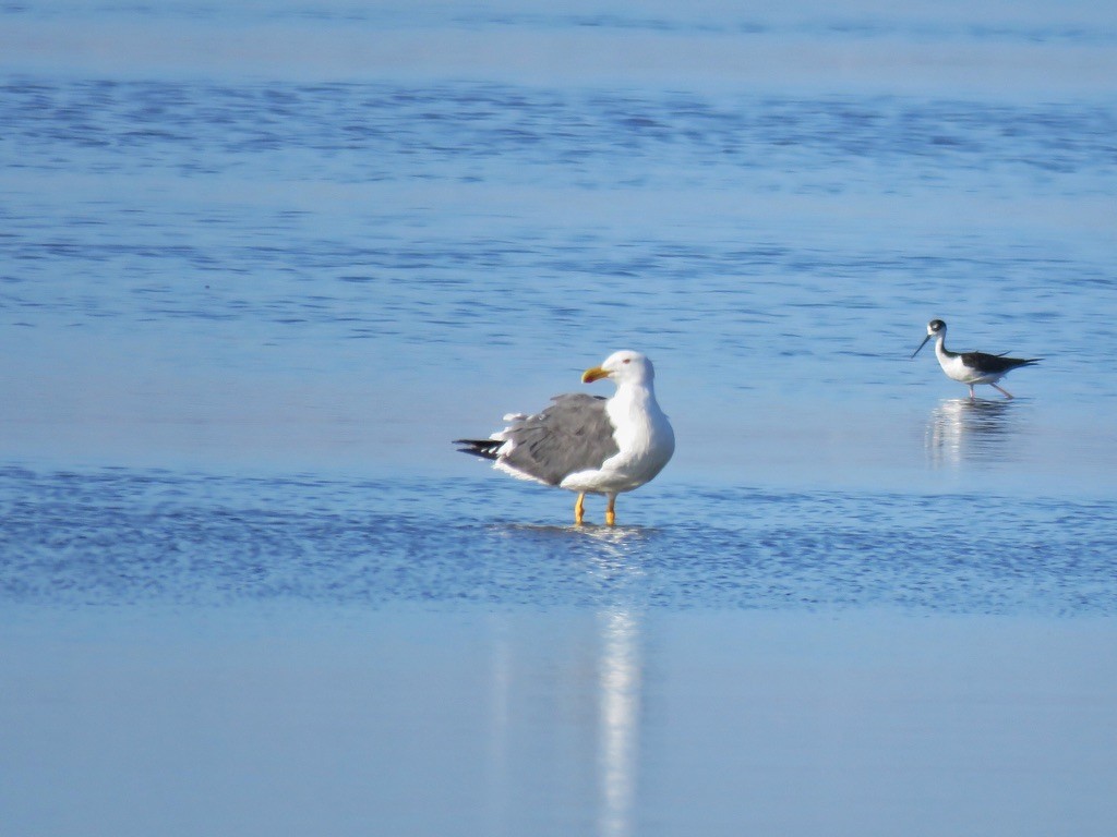 Yellow-footed Gull - ML608477896