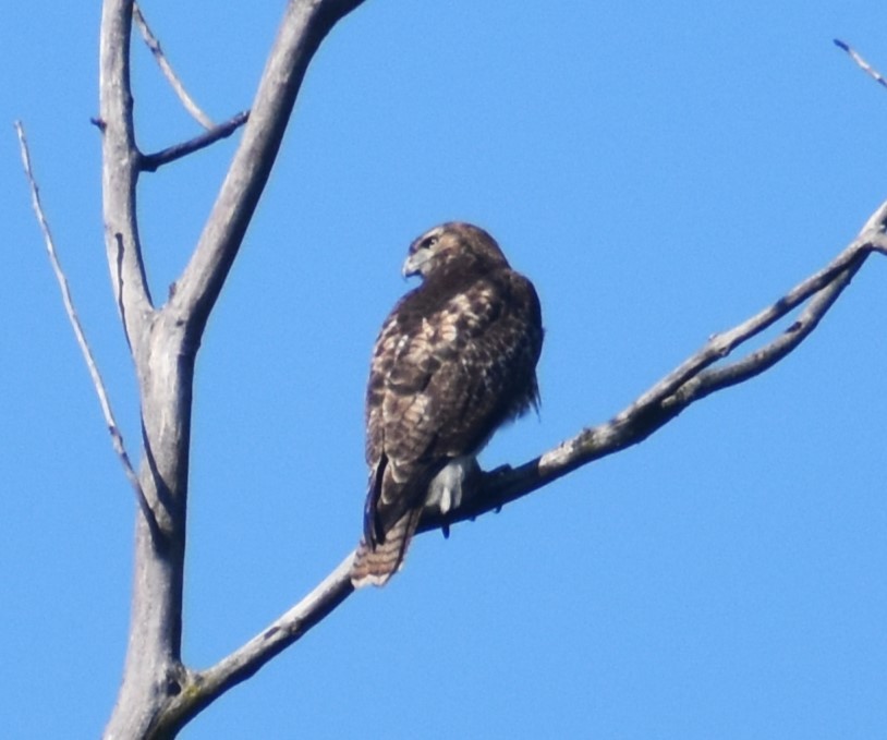 eBird Checklist 4 Sep 2023 Wood Dale Grove Forest Preserve 33 species